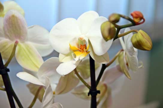 Orchidee